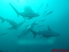 requins-6.jpg