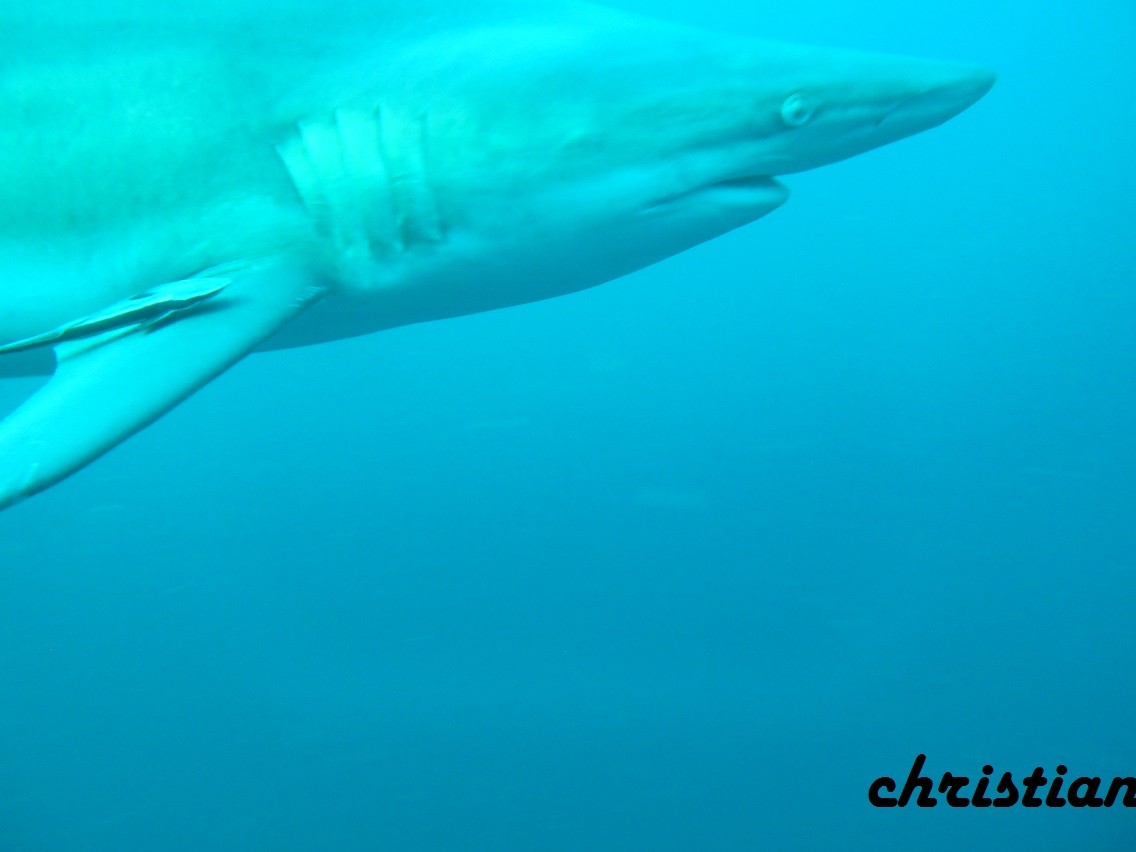 requin-2.jpg